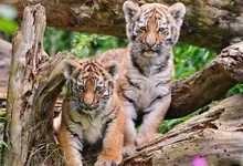animals tigers feline 1920x1080 wallpaper Art HD Wallpaper